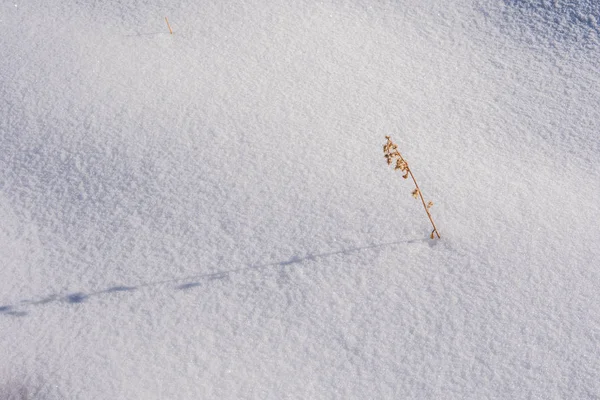 Снежная текстура. Зимний фон - чистый белый снег — стоковое фото
