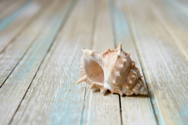 Seashell на деревянном фоне, скопируйте пространство для вашего текста — стоковое фото