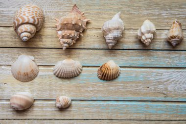 Ahşap arka plan üzerinde deniz kabuklarını. Seashels topluluğu