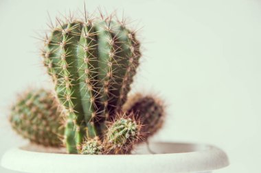 Kaktüs beyaz bir tencerede, kopya alanı