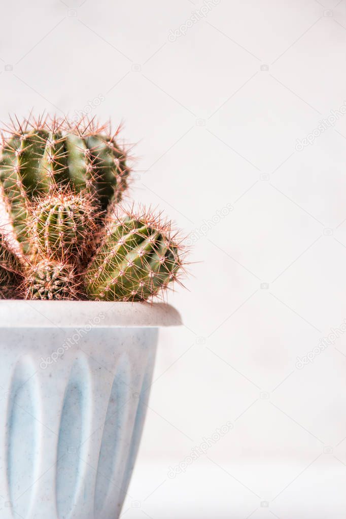 Cactus in a white pot, copy space
