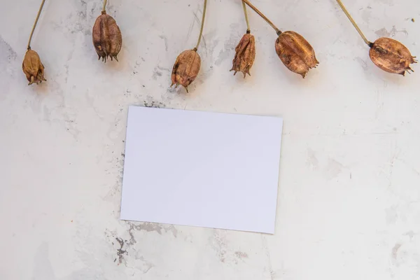 Plantas secas sobre fondo blanco texturizado con papel vacío para y — Foto de Stock