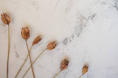 Kuru bitki dokulu beyaz bir arka plan üzerinde alanı Kopyala