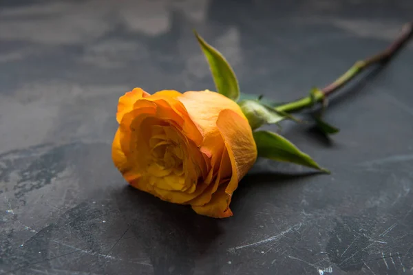 Geel oranje rose op een donkere achtergrond — Stockfoto