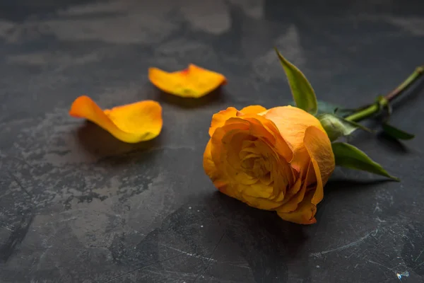 Rosa naranja amarilla sobre un fondo oscuro — Foto de Stock