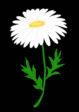 siyah arka plan üzerinde papatya