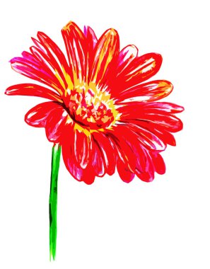 beyaz arkaplanda büyük bir Gerbera çiçeği