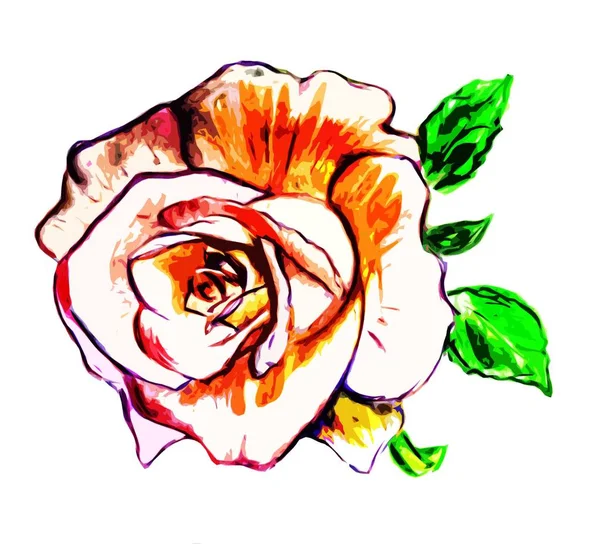 Graphic Image Rose Flower White Background — Stock Photo, Image
