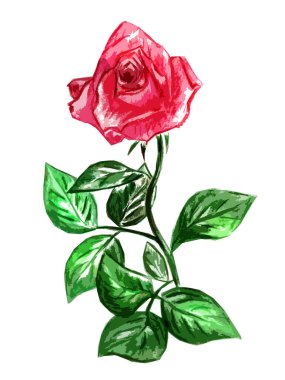 Beyaz arka planda yaprakları olan gül çiçeği