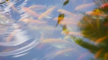 su yüzeyi yüzen bir koi sazan