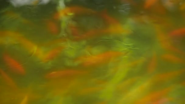 Fische schwimmen im Teich — Stockvideo