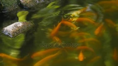Su ve taş dışarı atlama balık yüzer ile Japon gölet