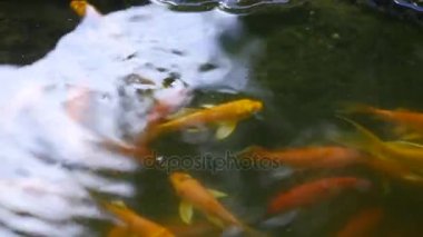 Çin pond yüzen balık ve taşlar