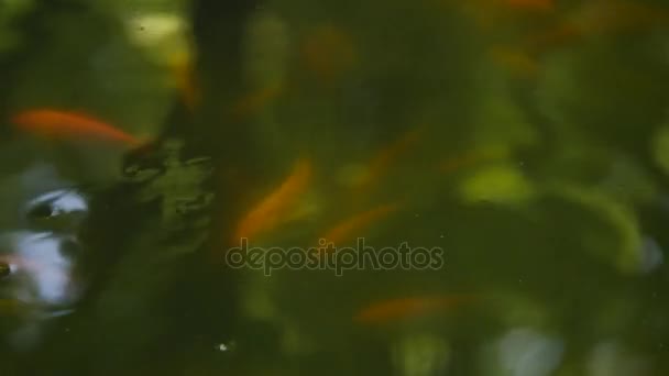 Fish swim in the pond — Stock Video