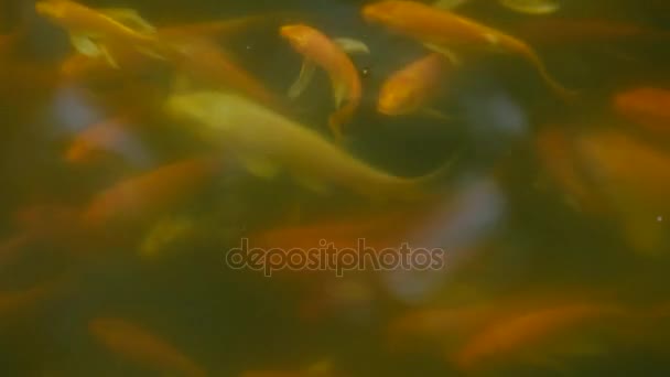 poissons flottant à la surface de l'eau dans l'étang 