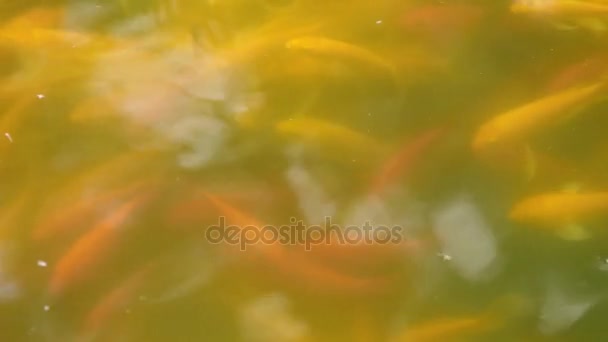 Fische treiben auf der Wasseroberfläche im Teich — Stockvideo