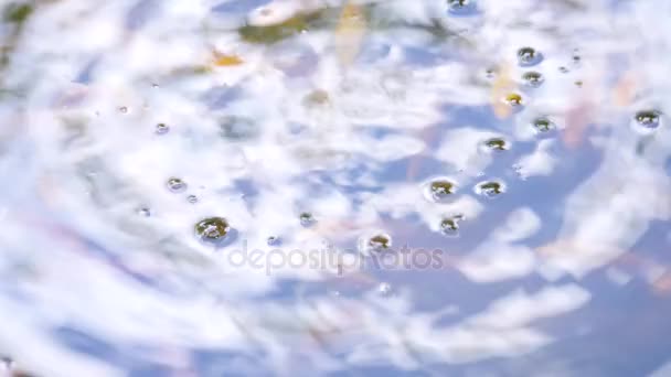 Fish floating on the water surface and jump out of the water in the Chinese pond — Stock Video