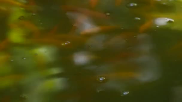 Fish swim in the pond — Stock Video