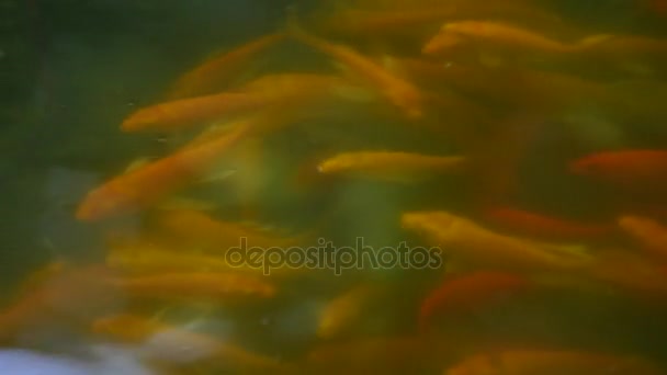 Fish swim in the pond — Stock Video