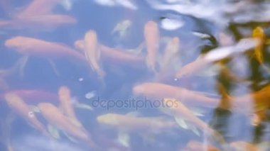 havuzda su yüzeyinde yüzen balık