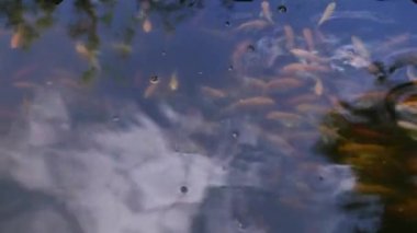 Balık gölde su yüzeyinde yüzen ve sudan atlama