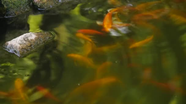 Kinesiska dammen med flytande fisk och stenar — Stockvideo