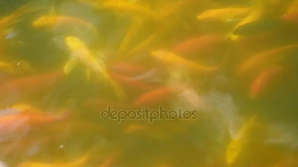 Alguna carpa koi flotando en la superficie del agua — Vídeos de Stock