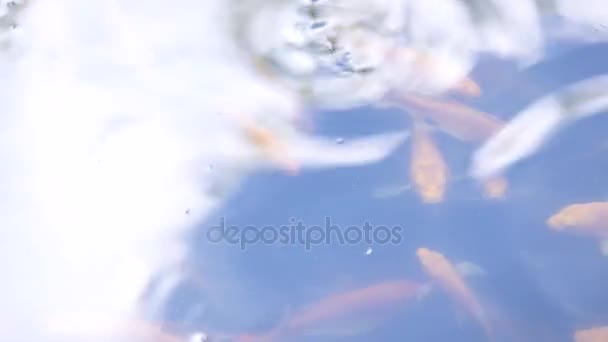 Peixes flutuando na superfície da água no lago e pulando para fora da água — Vídeo de Stock