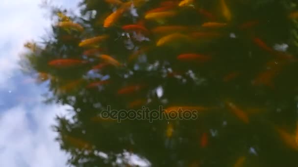 Drijvend op het watervlak in de Japanse vijver vissen — Stockvideo