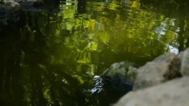 daireler su üzerinde yayılan su gölet yüzeyinin