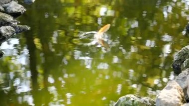 su ve taş dışarı atlama kayan genç koi sazan balık gölet