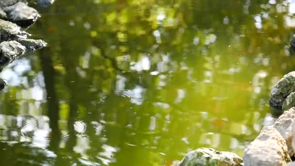 Lago con peces flotantes saltando del agua y piedras — Vídeo de stock