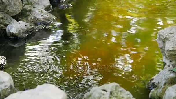 Ιαπωνικά λιμνούλα με τα επιπλέοντα ψάρια που πηδούν έξω από το νερό και πέτρες — Αρχείο Βίντεο