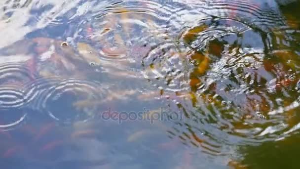 Peces flotando en la superficie del agua y saltar fuera del agua en el estanque chino — Vídeos de Stock