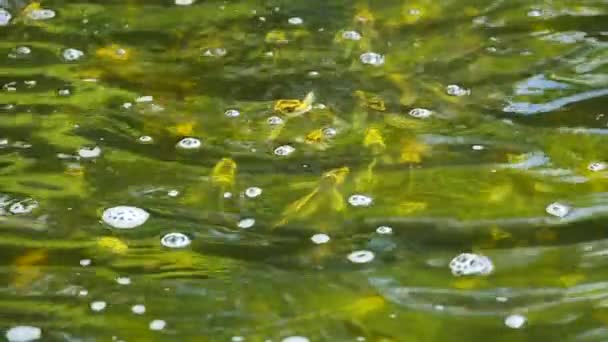 Черно-желтые, молодые рыбы плавают на поверхности воды — стоковое видео
