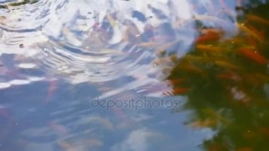 Japon havuzda su yüzeyinde yüzen balık