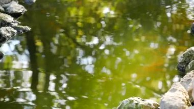 Çin pond yüzen balık ve taşlar