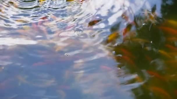 Poissons flottant à la surface de l'eau dans l'étang japonais — Video