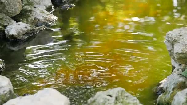 Pond with floating fish jumping out of water and stones — Stock Video