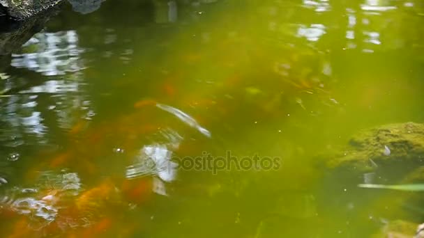 Superficie del agua con peces flotantes — Vídeo de stock