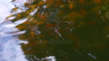 havuzda su yüzeyinde yüzen balık