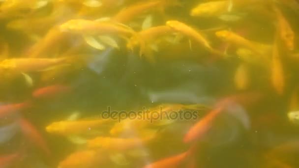 Риба плаває на поверхні води в озері і вистрибує з води — стокове відео