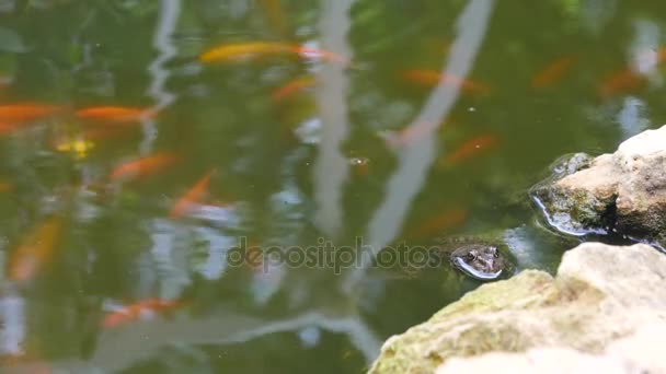 Grenouille des marais est assis dans l'étang propre 