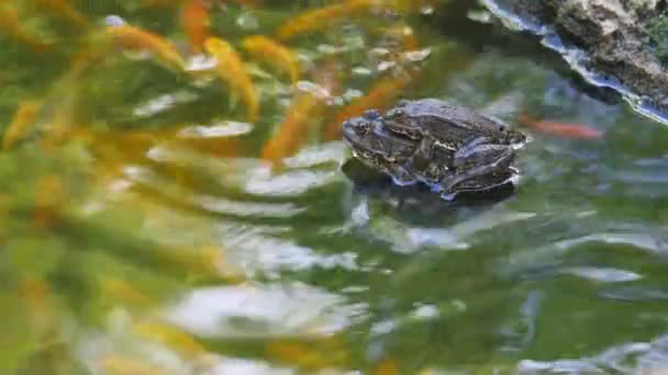Dos ranas de pantano en el estanque durante la temporada de apareamiento — Vídeo de stock