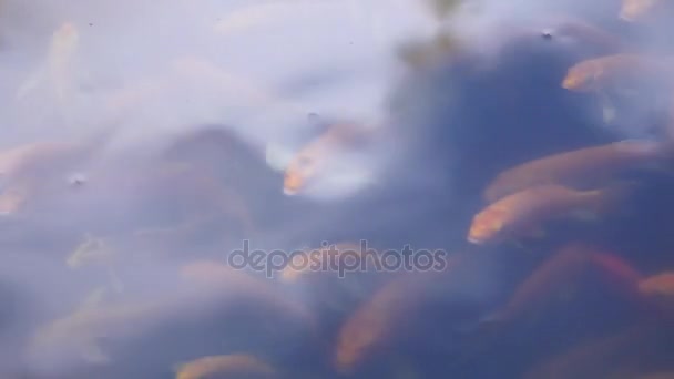 Alguma carpa koi flutuando na superfície da água — Vídeo de Stock
