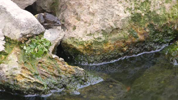 Bir taş üzerinde oturan ve su birikintisi atlama kurbağa — Stok video