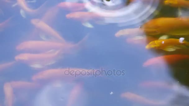 Риба плаває на поверхні води в ставку — стокове відео