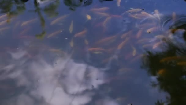 Peces flotando en la superficie del agua en el lago y saltando fuera del agua — Vídeo de stock