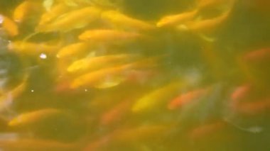 havuzda su yüzeyinde yüzen balık