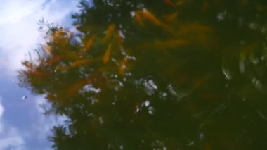 havuzda su yüzeyinde yüzen balık